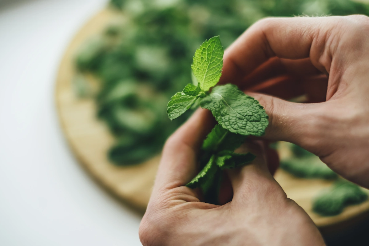 Une personne qui tient une feuille de menthe