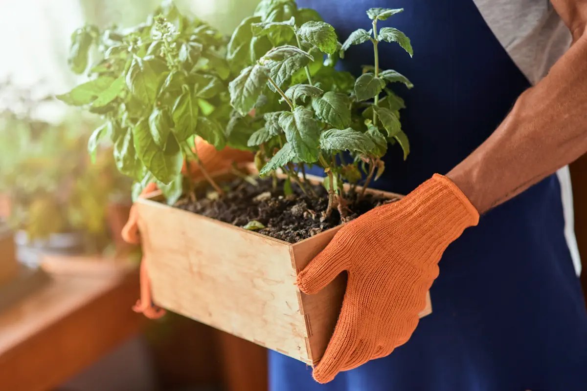 Un homme portant des gants et un pot de culture de menthe