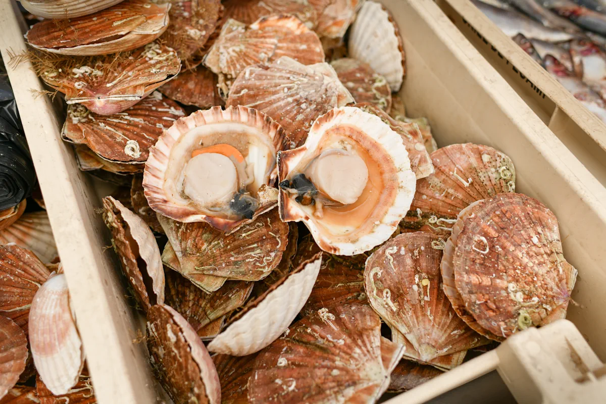 Une caisse de coquille saint Jacques
