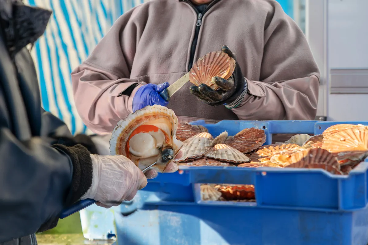deux personnes qui travaillent au nettoyage des coquilles saint jacques