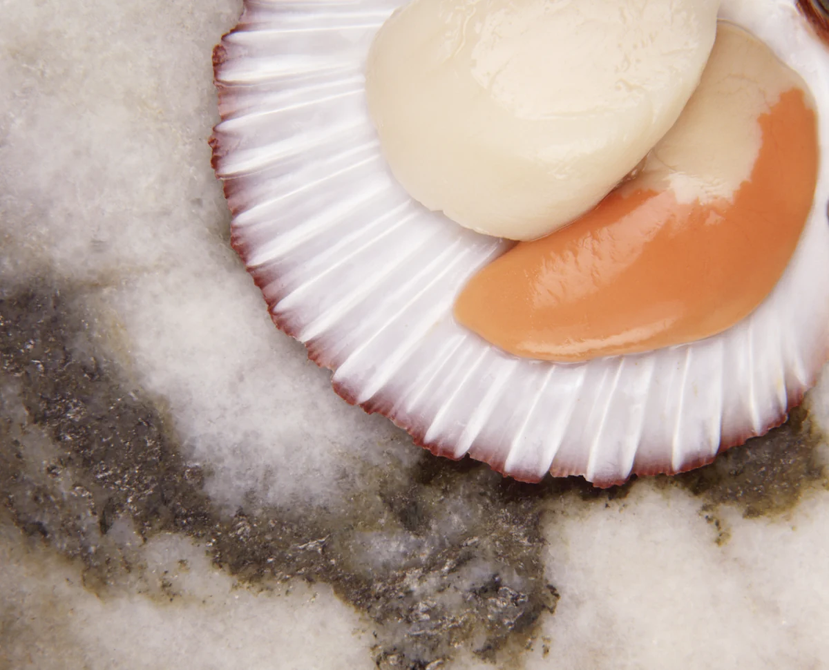 Anatomie d'une coquille Saint-Jacques avec parties comestibles et à retirer