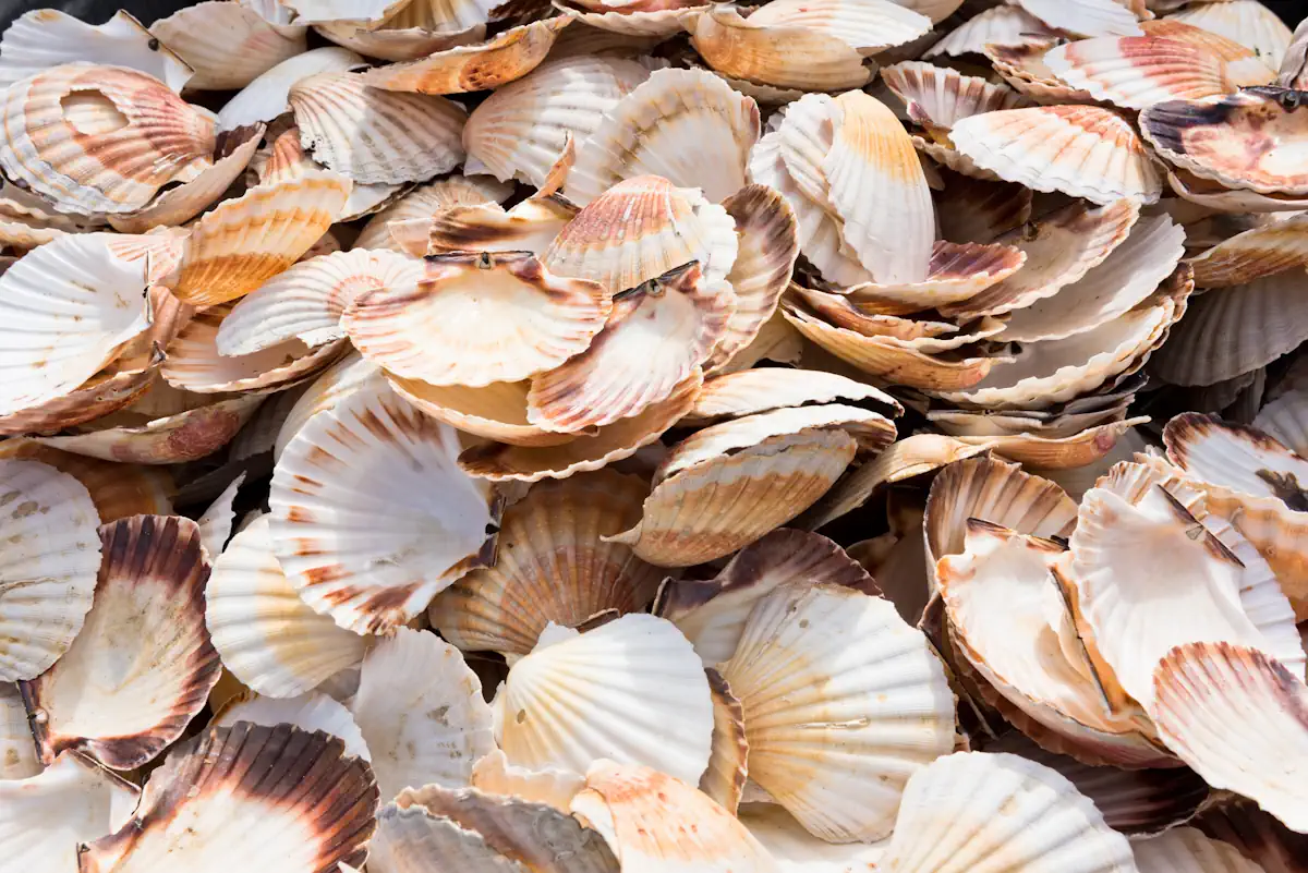 Coquilles Saint-Jacques vides nettoyées prêtes pour la réutilisation