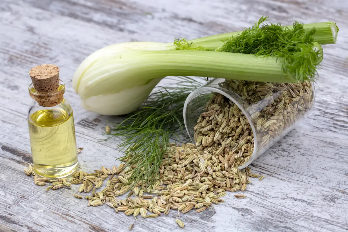 Fenouil avec des graines et de l'huile en flacon