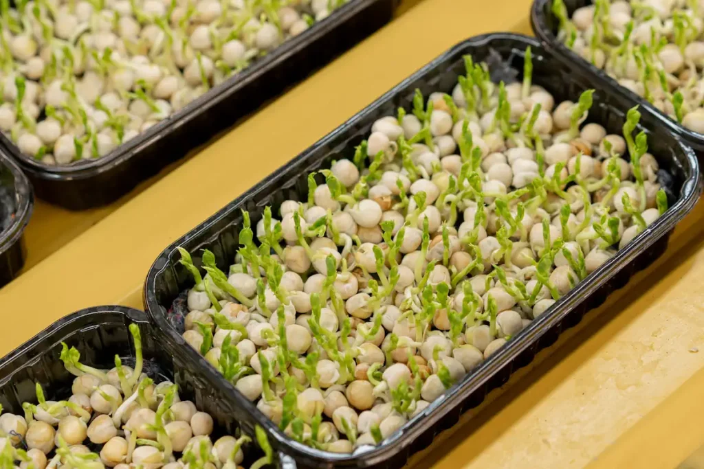 des lentilles en pleine germination dans des bocaux rectangulaires noirs