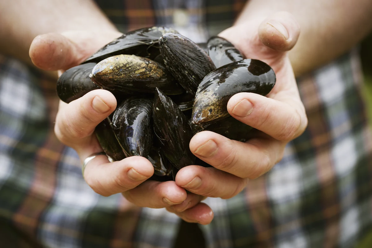 Une personne qui tient des moules dans ses mains
