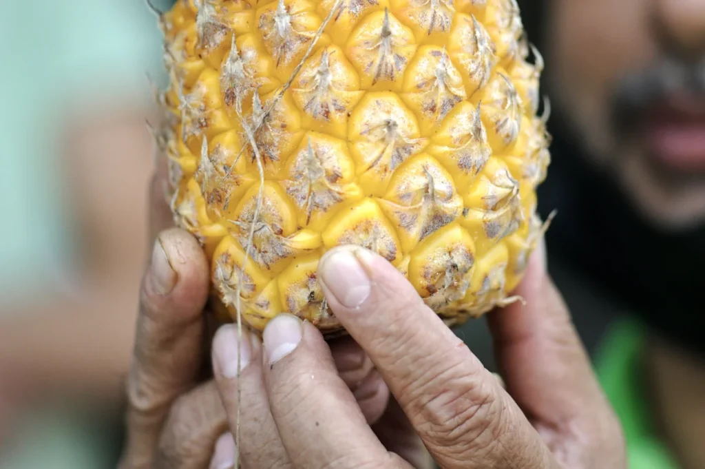 Une personne qui tient un ananas jaune